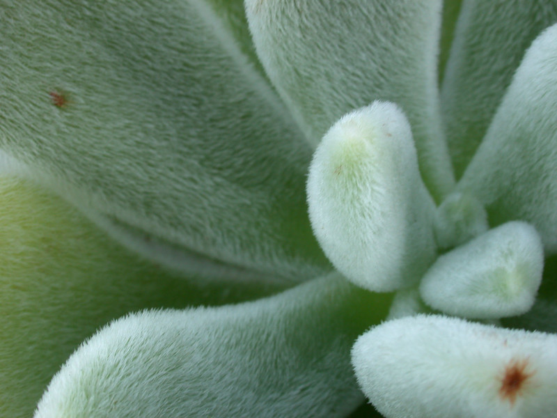 echeveria leucotricha 03