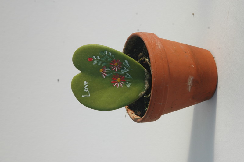 hoya kerryi love 1757