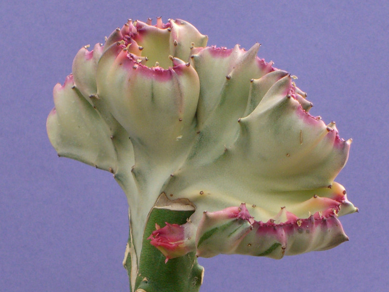 euphorbia lactea cristata thai red 2203