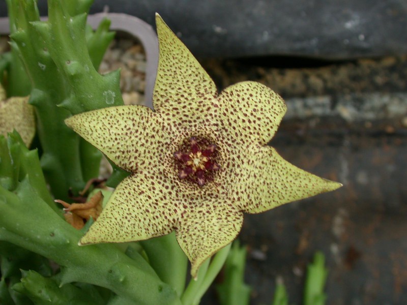 orbea pulchella d1684 1