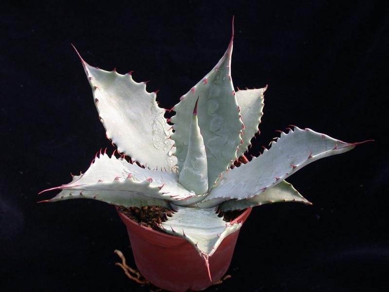 agave shrevei mexal son 02