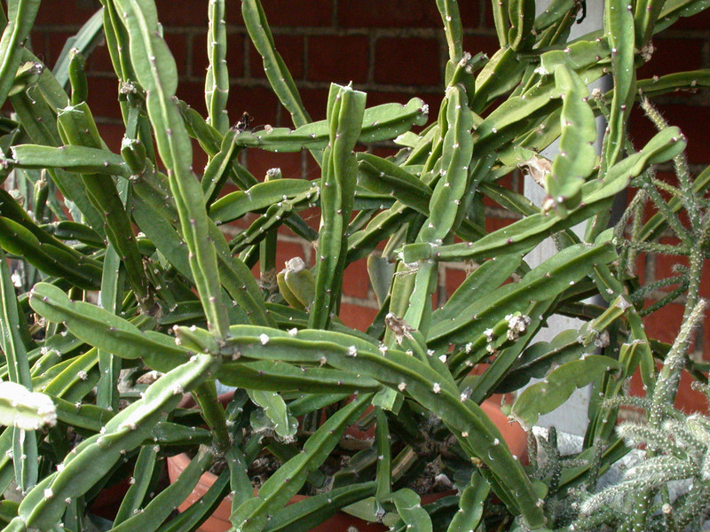 rhipsalis pentaptera 25