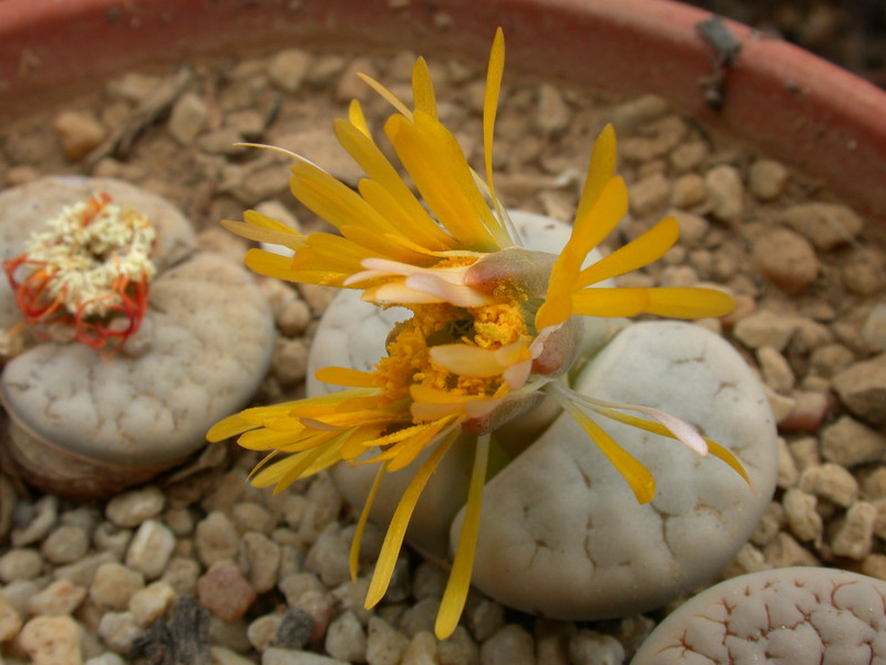lithops gracilidelineata c262 c374 05