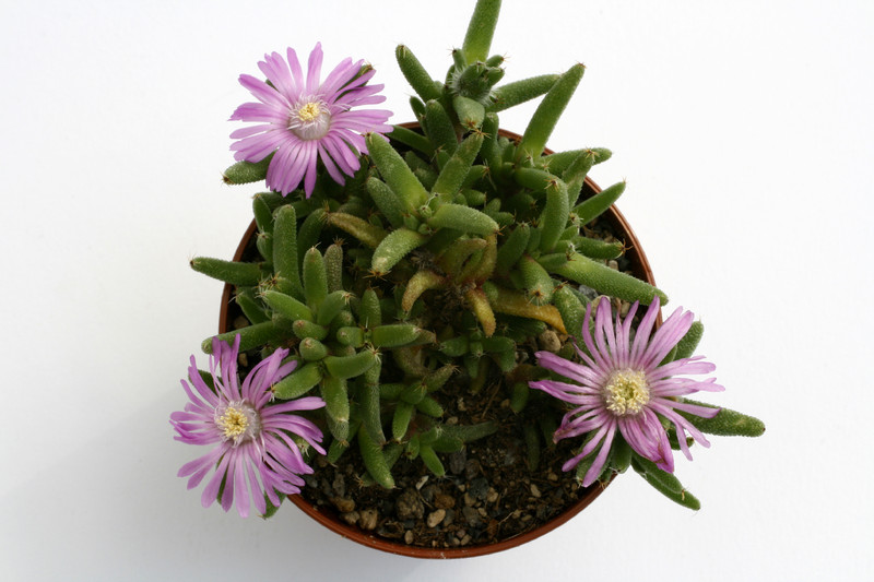 trichodiadema stellatum montagu 9523