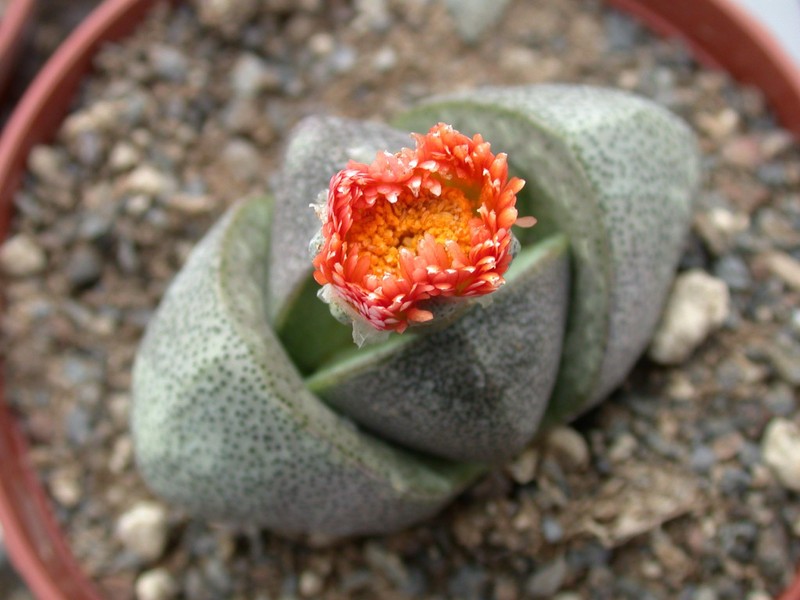 pleiospilos bolusii1