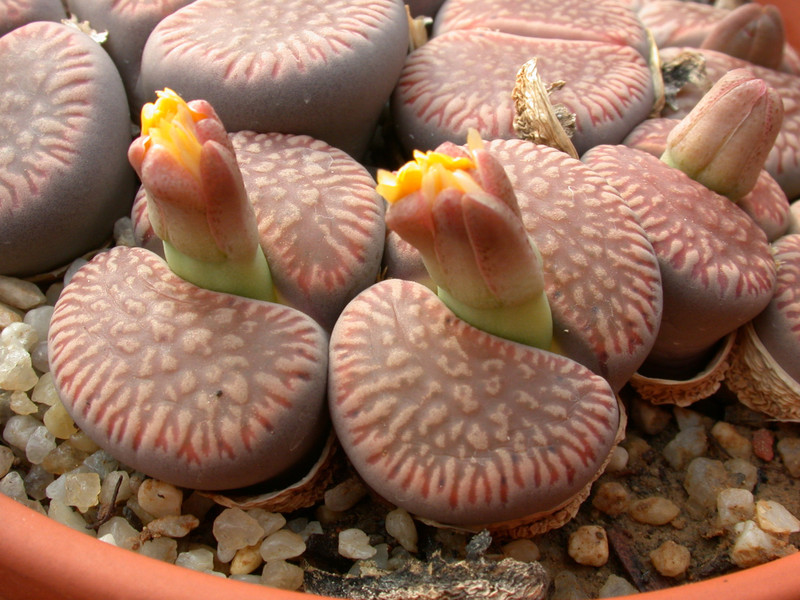 lithops aucampiae euniceae c48 04
