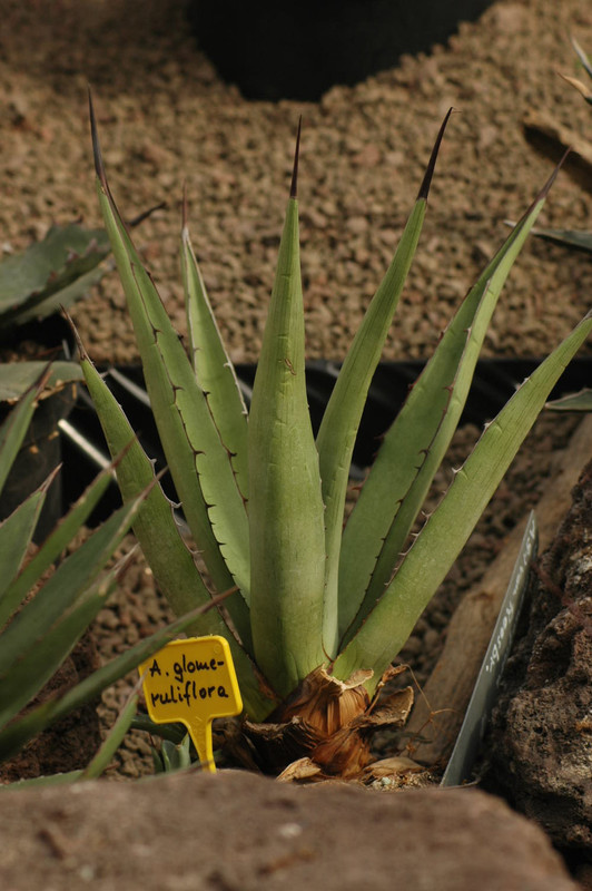 agave glomeruliflora 02