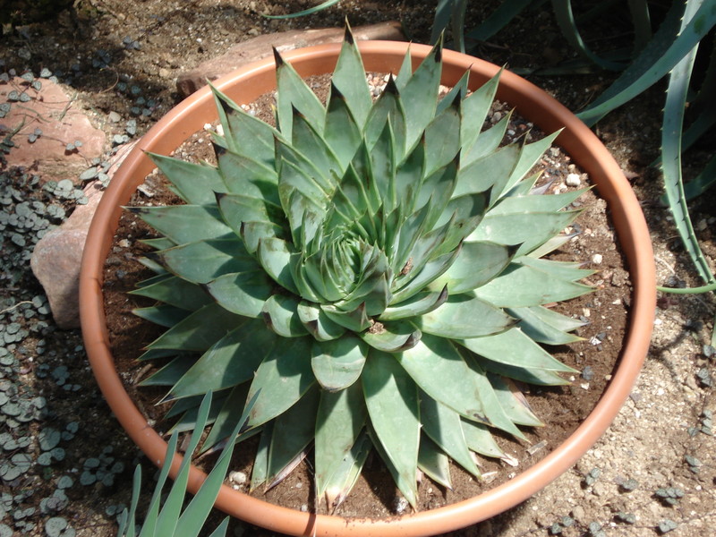 aloe polyphylla000
