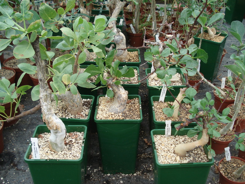 commiphora kataf 2