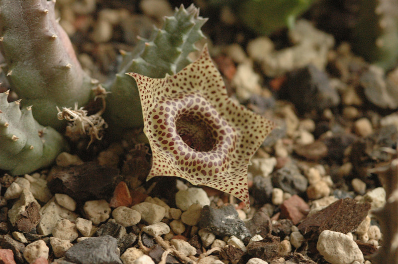 huernia guttata 02