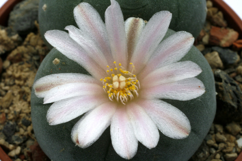 lophophora williamsii texana 0468