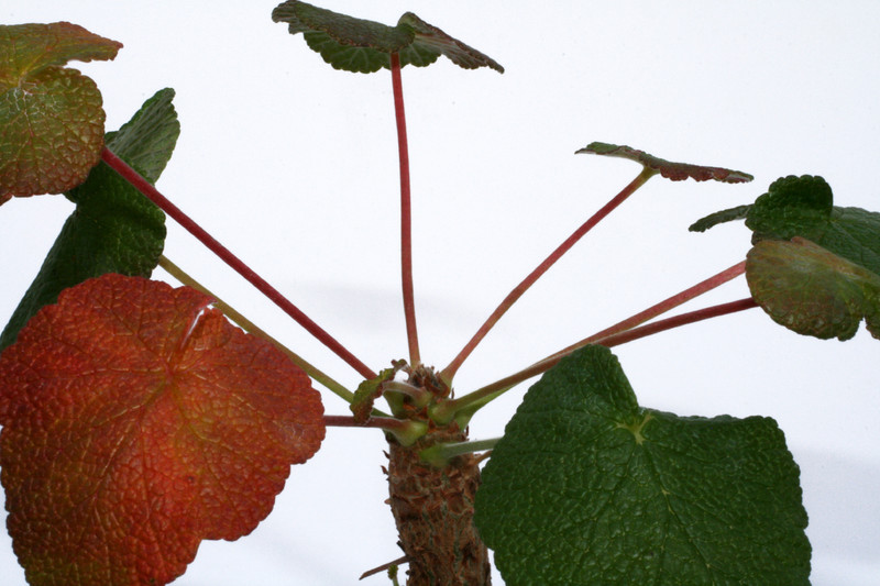 pelargonium cotyledonis 4640