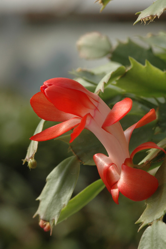 schlumbergera stephanie 8251