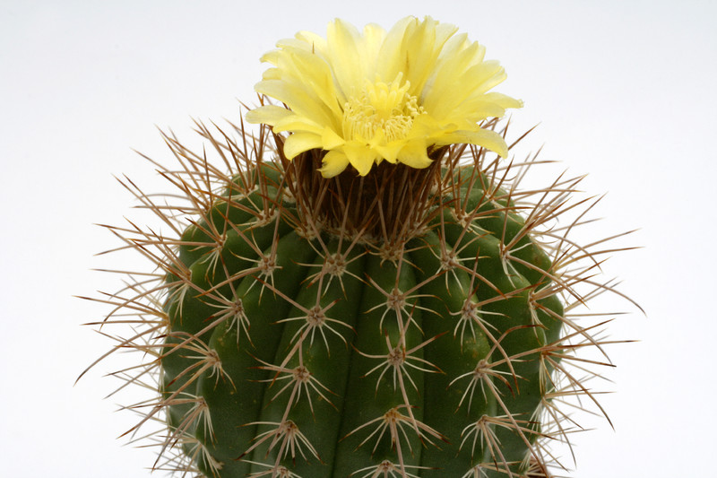 parodia camargensis 9962