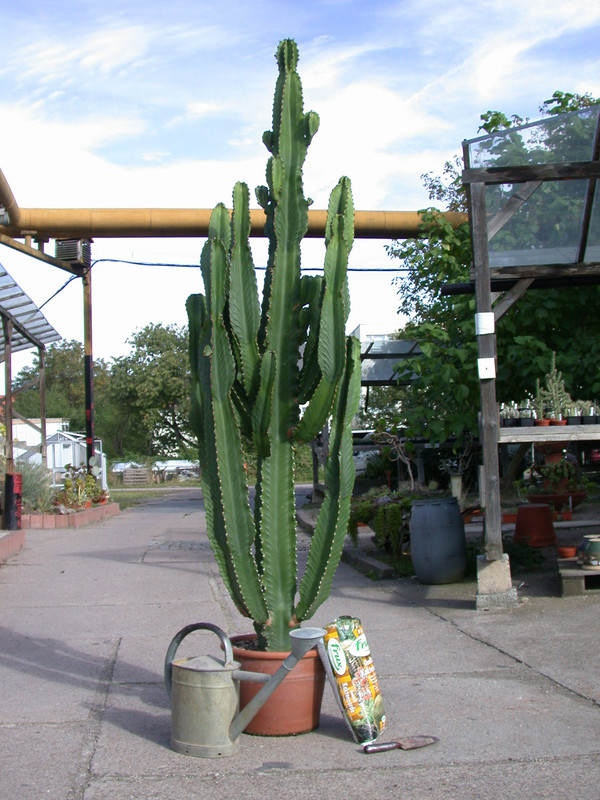 euphorbia ingens solitaer 3268