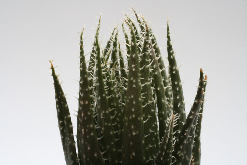 aloe haworthioides mad 7688