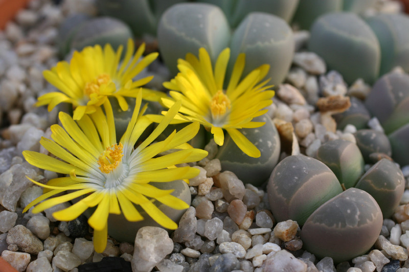 lithops olivaceae c109 0221