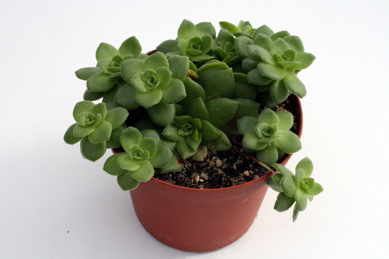 crassula orbicularis 0209