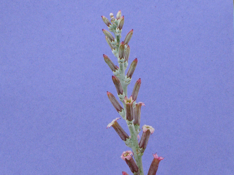 adromischus maculatus 2176