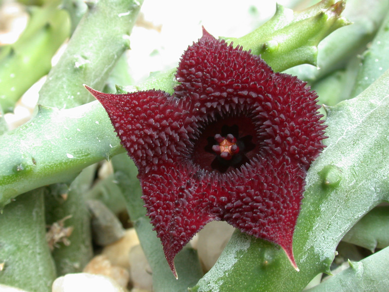 huernia penzigii zander 02