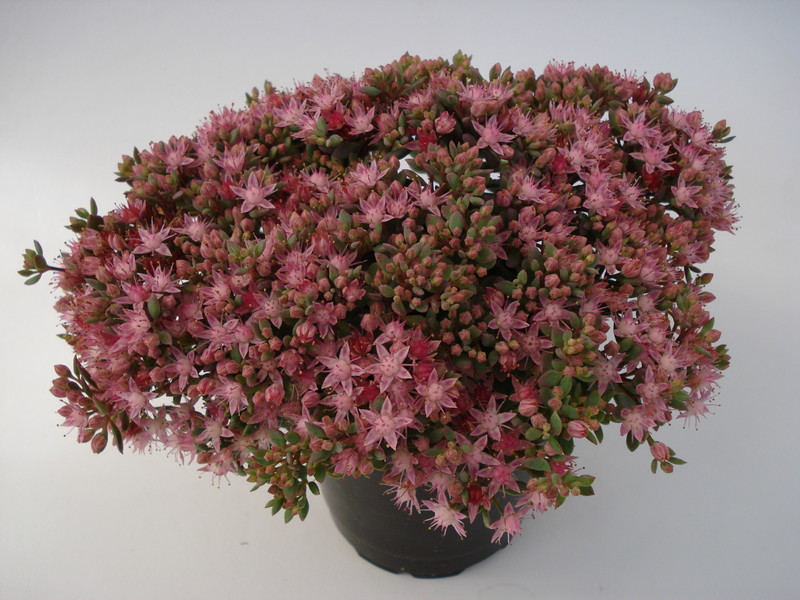 sedum cauticolum 693