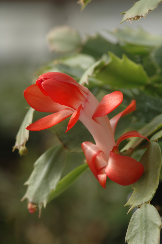 schlumbergera stephanie 8253