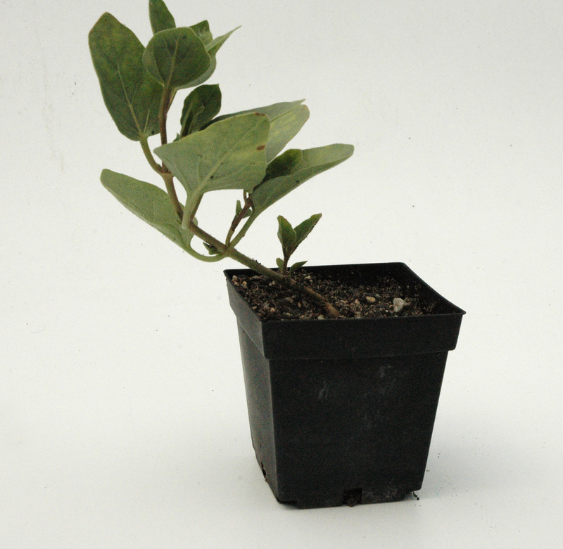 mirabilis multiflora 01