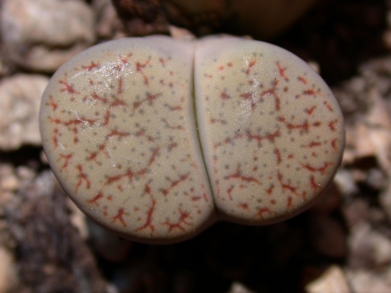 lithops pseudotruncatella 01