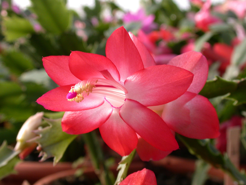 schlumbergera pasadena 05