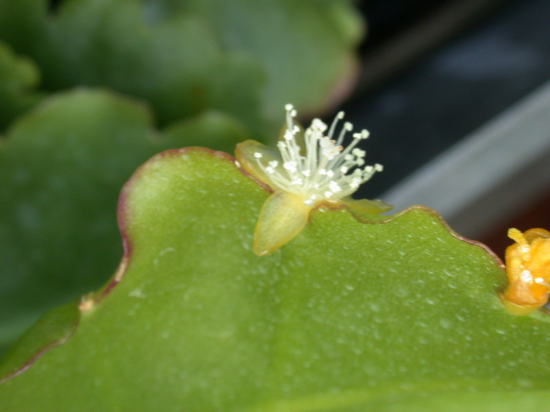 rhipsalis crispimarginata 8936