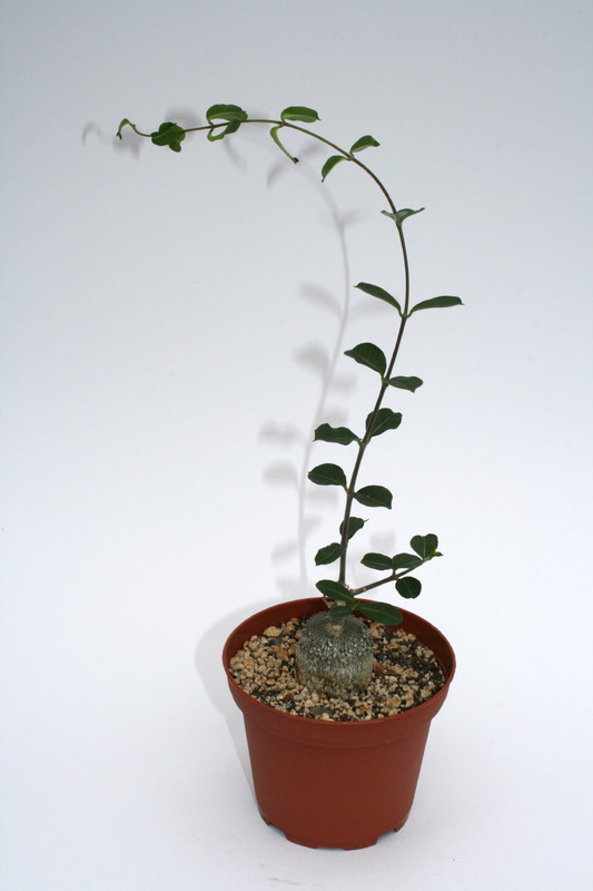 fockea crispa 4042
