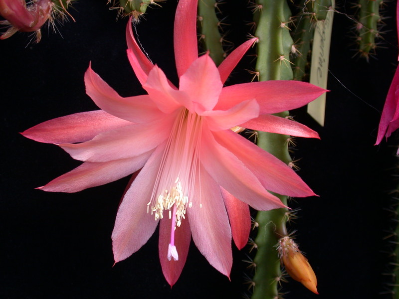 aporocactus tangerine 978888