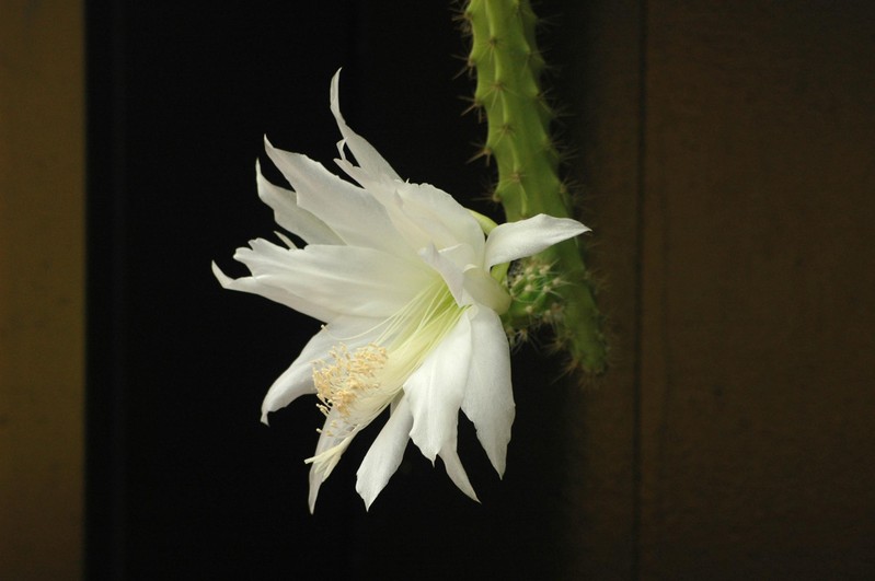 heliocerus speciosus amacamensis 24