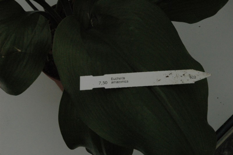 eucharis amazonica 03