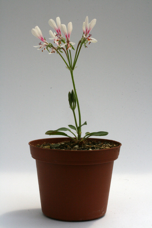 pelargonium campestre 9499