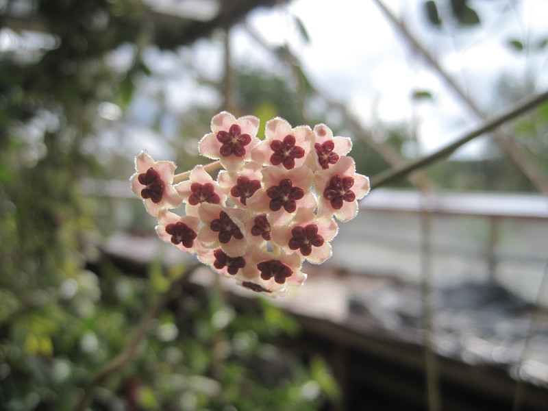 hoya kerrii variegata 1221