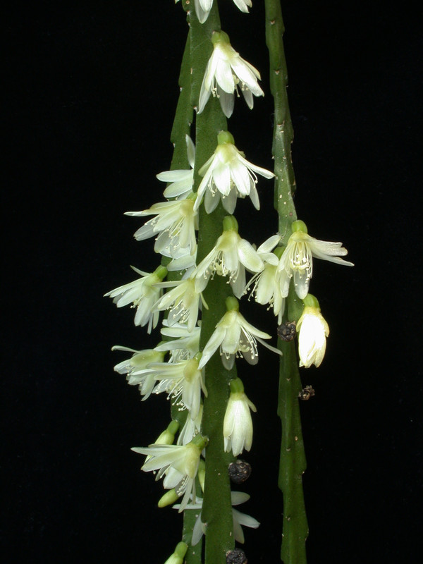 rhipsalis warmingiana04 32