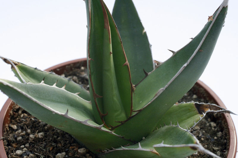 agave ghiesbreghtii 7839