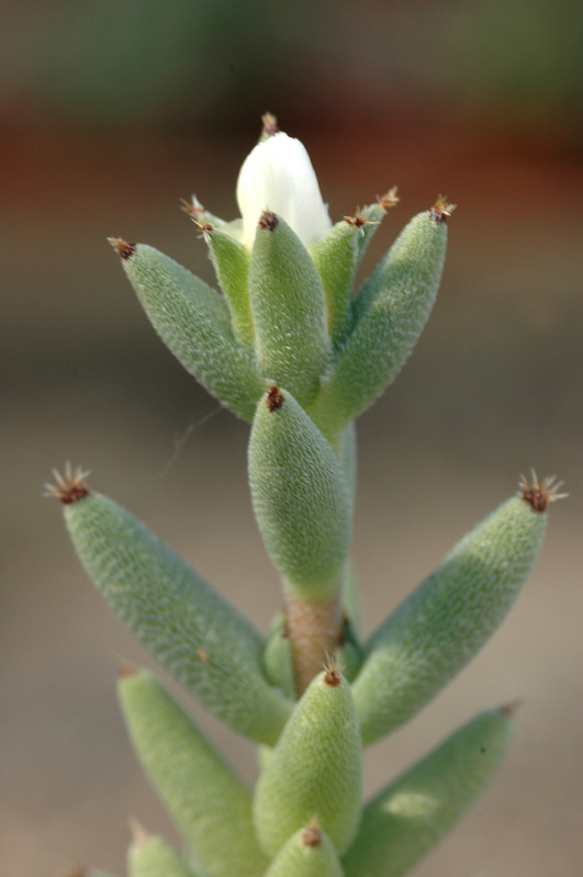 trichodiadema mirabile 07