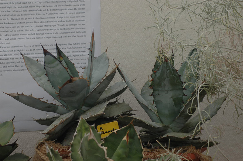 agave titanota 02