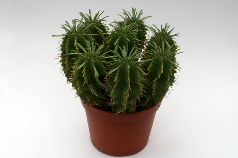 euphorbia restituta hybr 0075