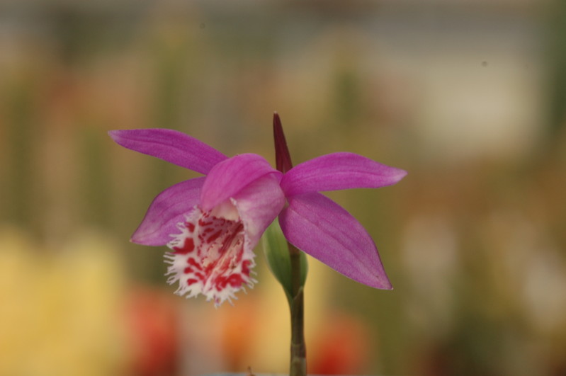 pleione limprichtii 1202