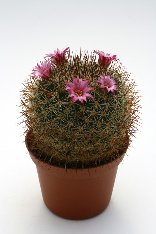 mammillaria apamensis rep910 9746