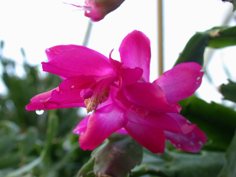 schlumbergera bristol queen 05