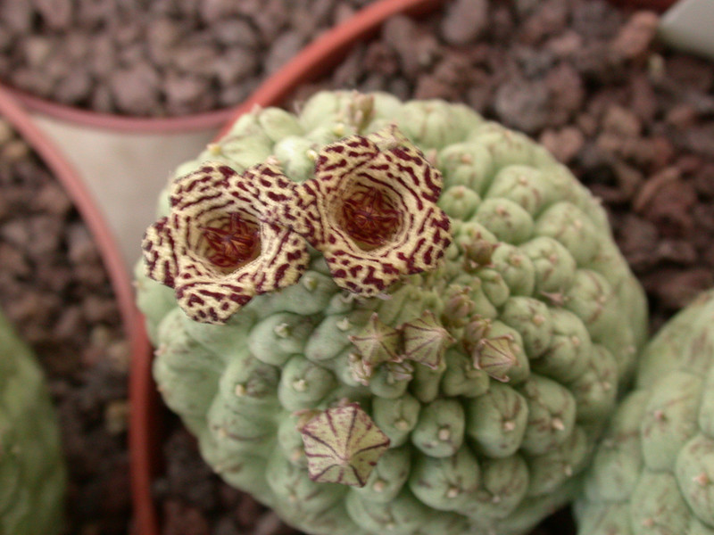 trichocaulon cactiforme 02