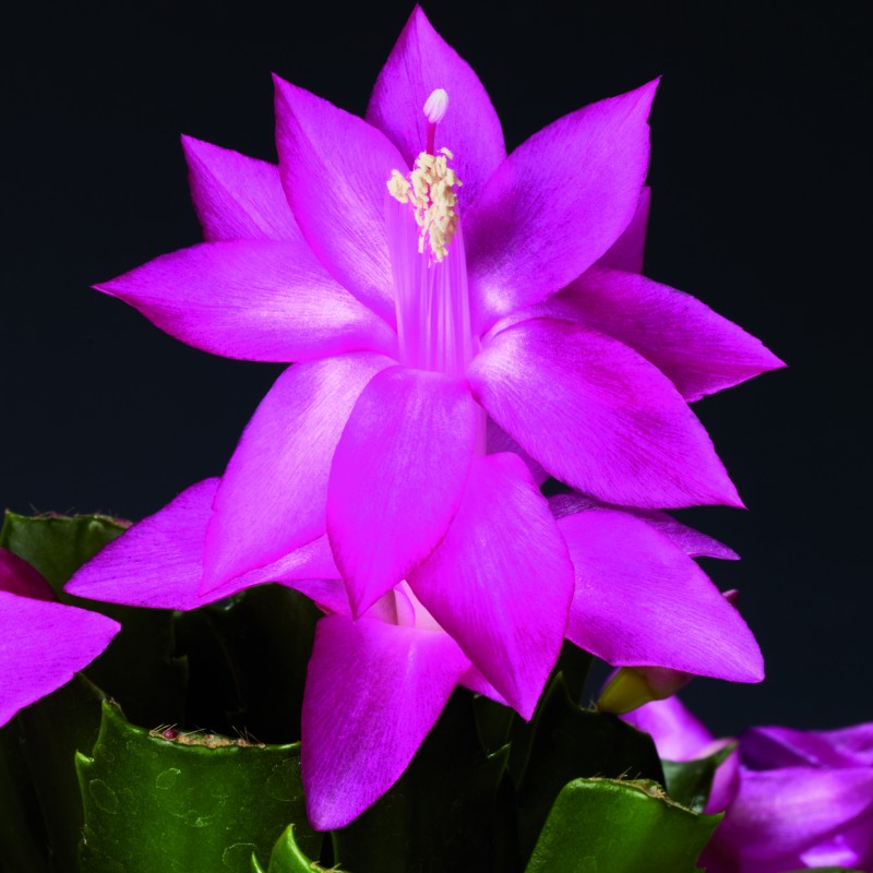 schlumbergera espirito brazil