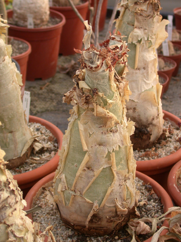 cyphostemma juttae 01