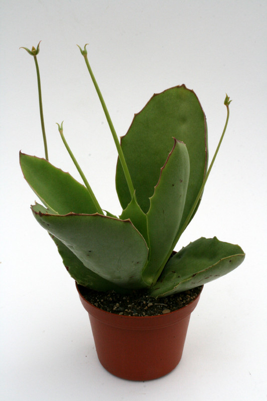kalanchoe synsepala klein 1197