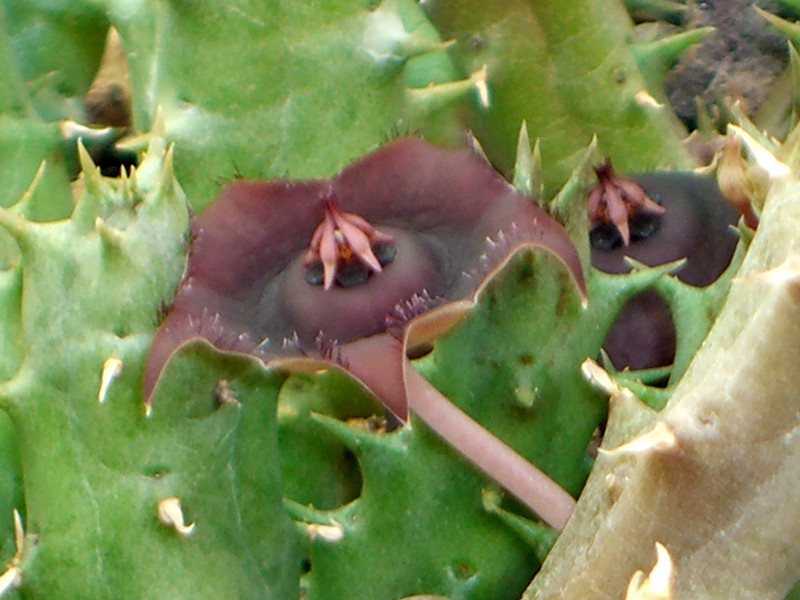 orbea prognatha 1336.jpg
