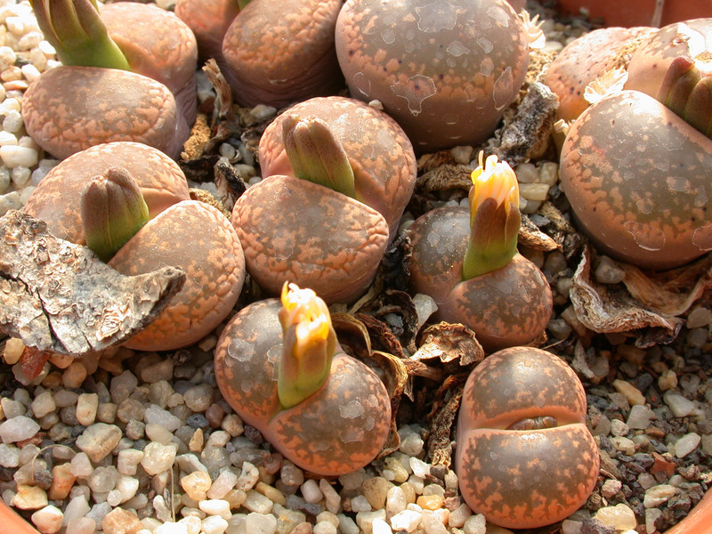 lithops aucampiae c2 01